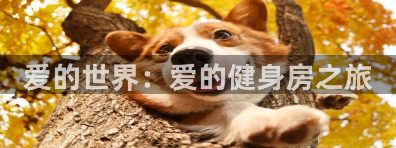 意昂4官方平台
