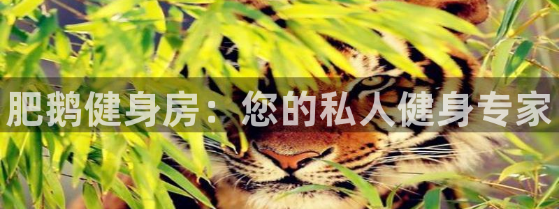 意昂4官方网站